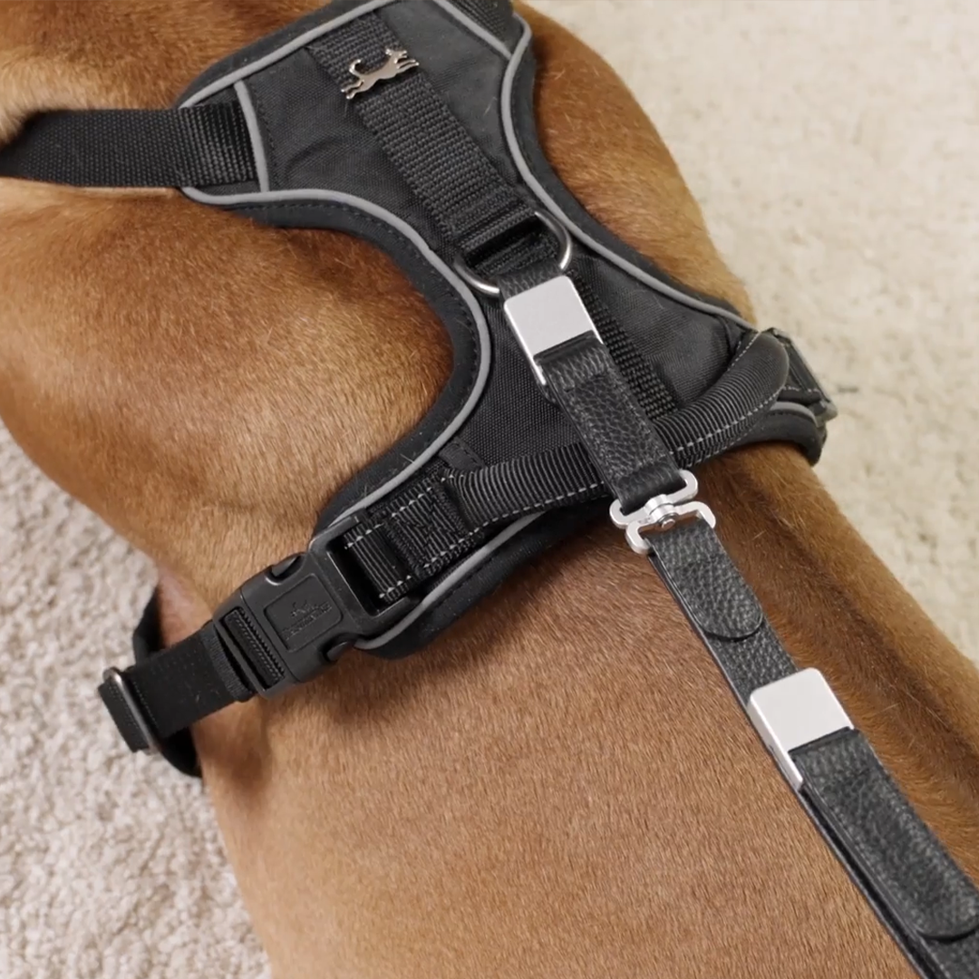 Engineered To Leash Up In One Click