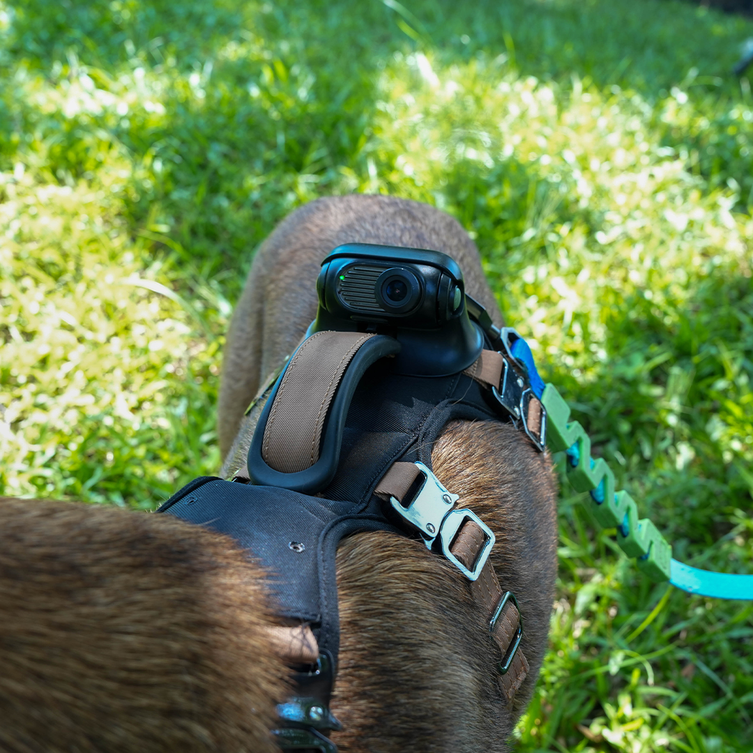Your Dog Is The Director Now