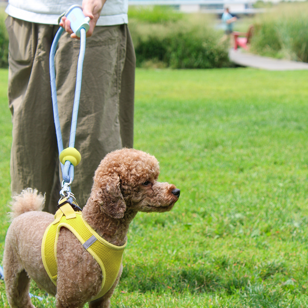 The Dog Leash Reinvented
