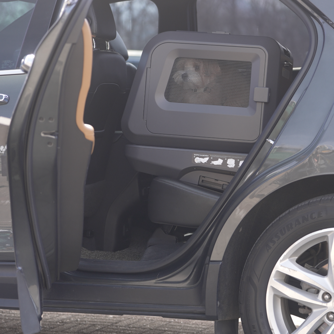 Car Safety For Your Pet