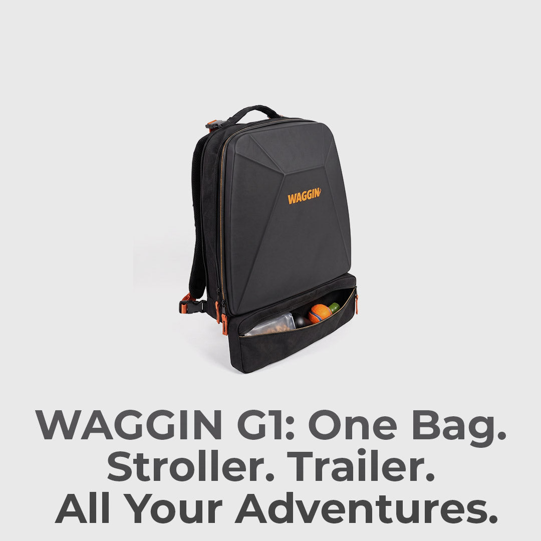 A Backpack, Stroller, & Bike Trailer For Your Dog