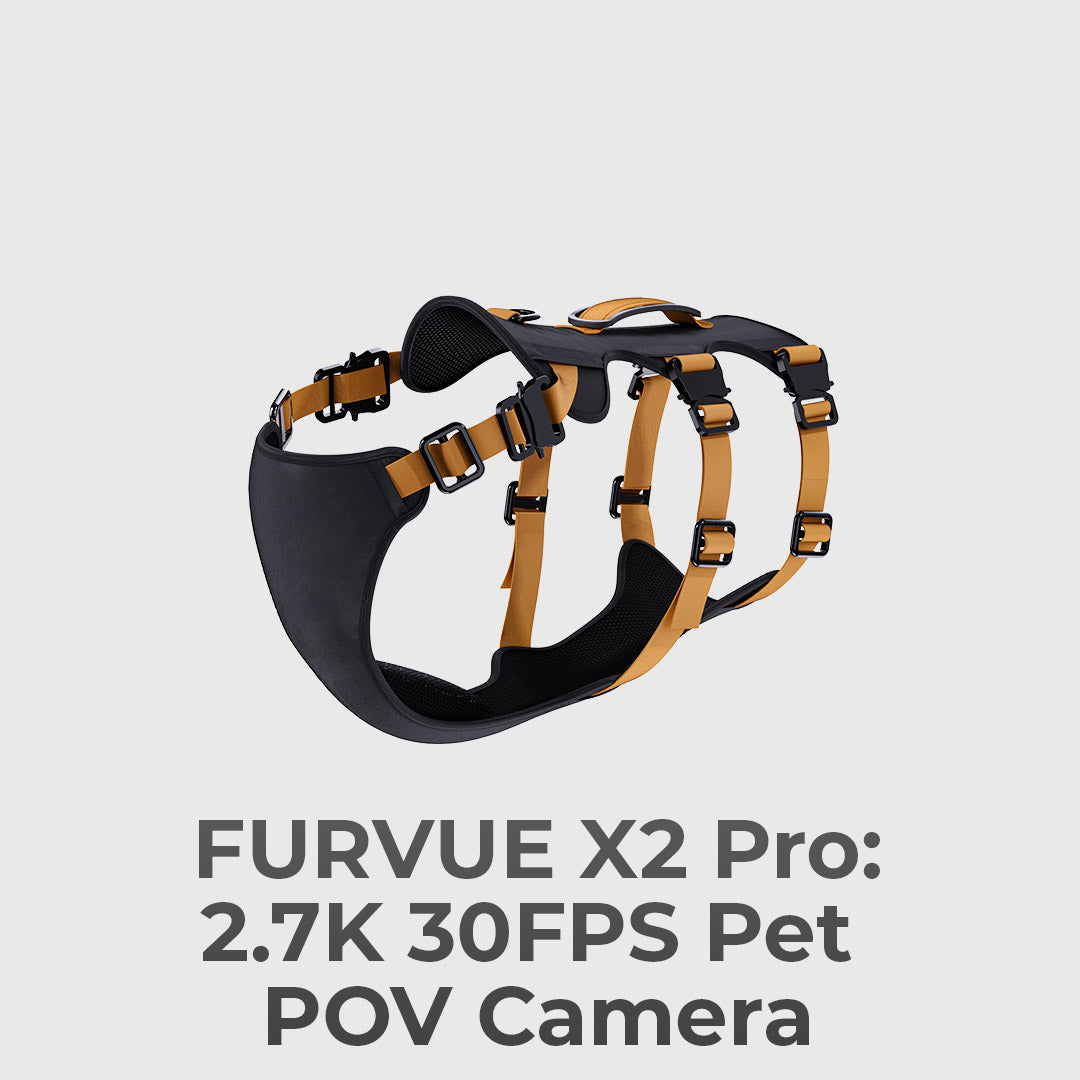 Your Dog Is The Director Now