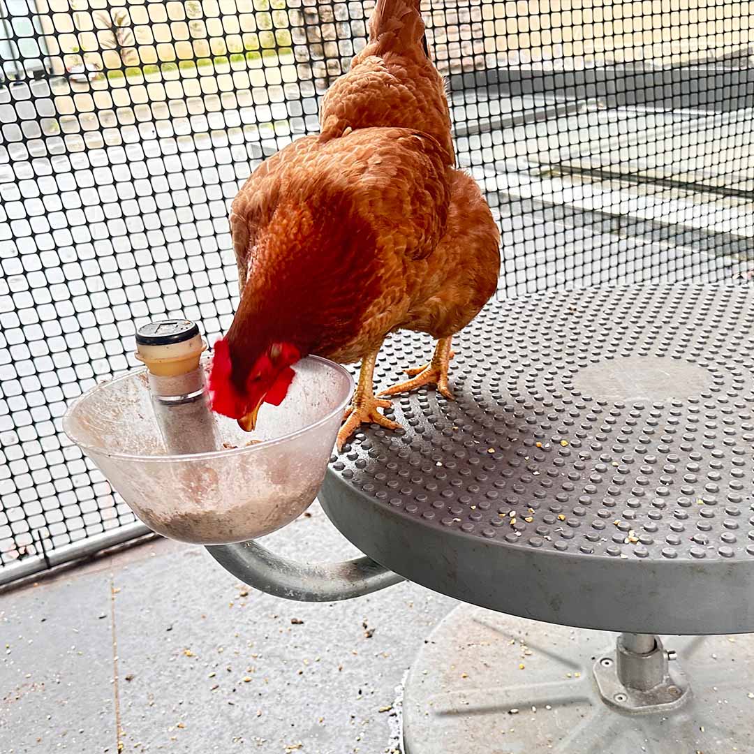Active Feeding For Backyard Chickens