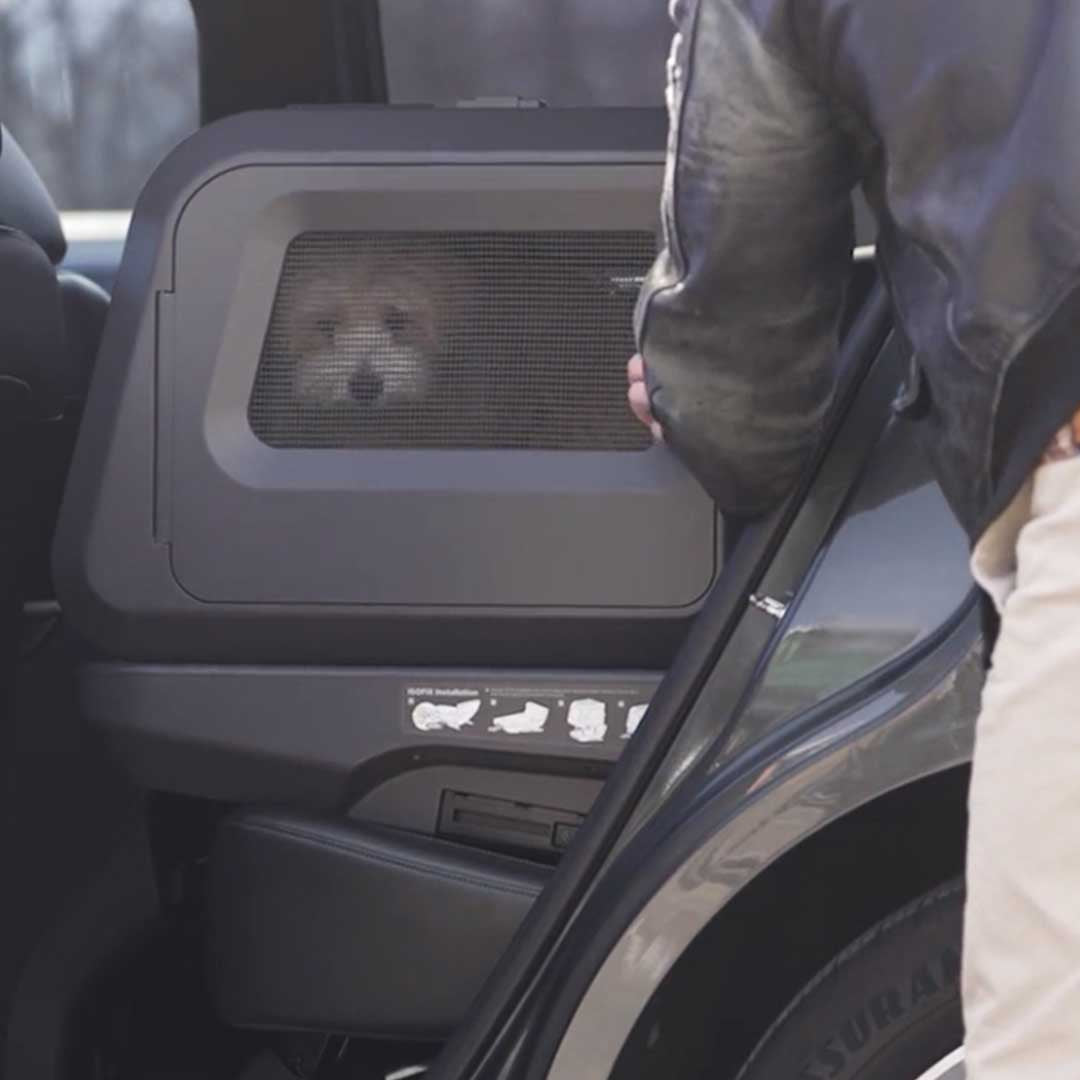 Car Safety For Your Pet