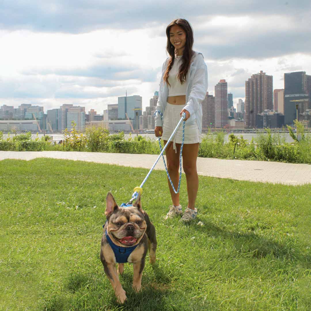 The Dog Leash Reinvented