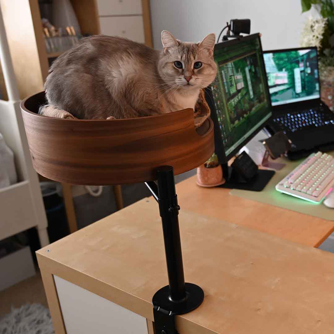 Innovative Cat Bed For Your Desk