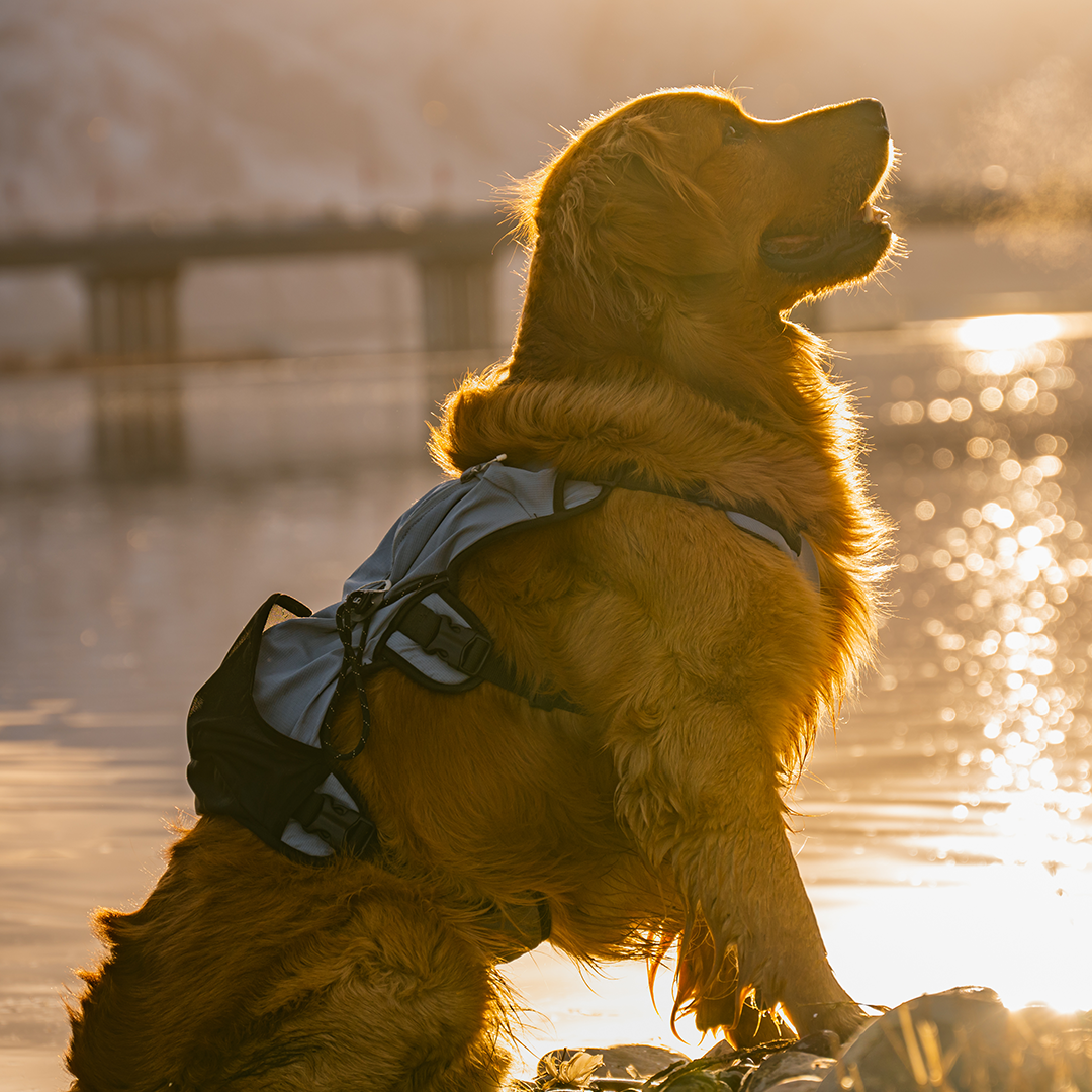 Shoulder-Free Dog Pack Comfort