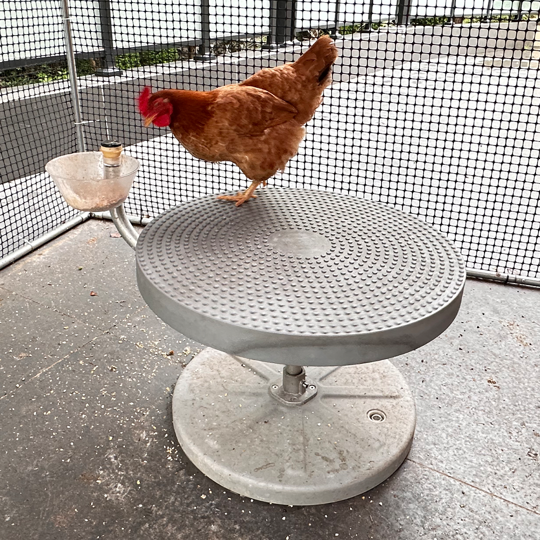 Active Feeding For Backyard Chickens