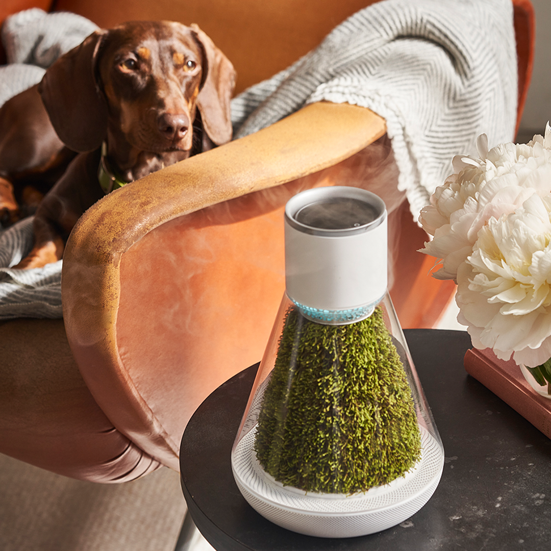 Natural Moss, Fresher Air