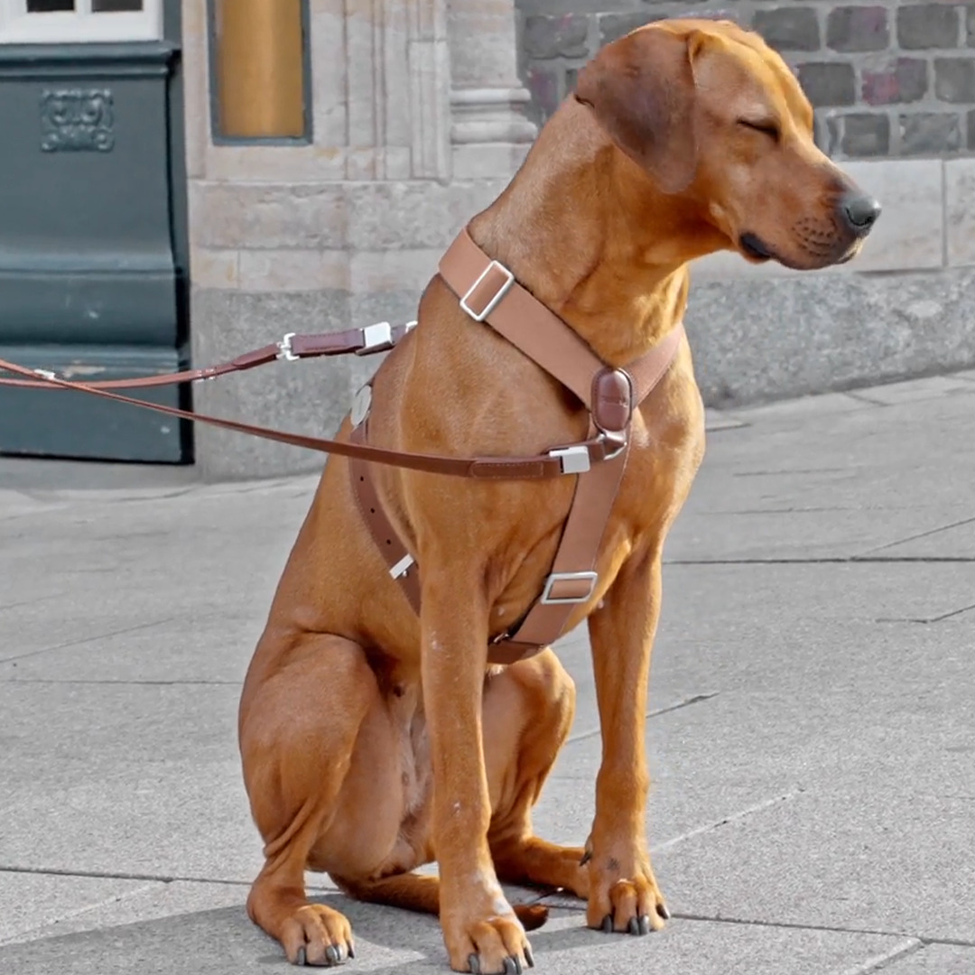 Engineered To Leash Up In One Click