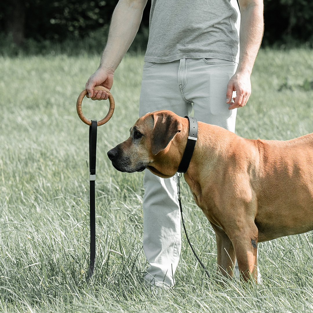 The Magnetic Leash That Adapts
