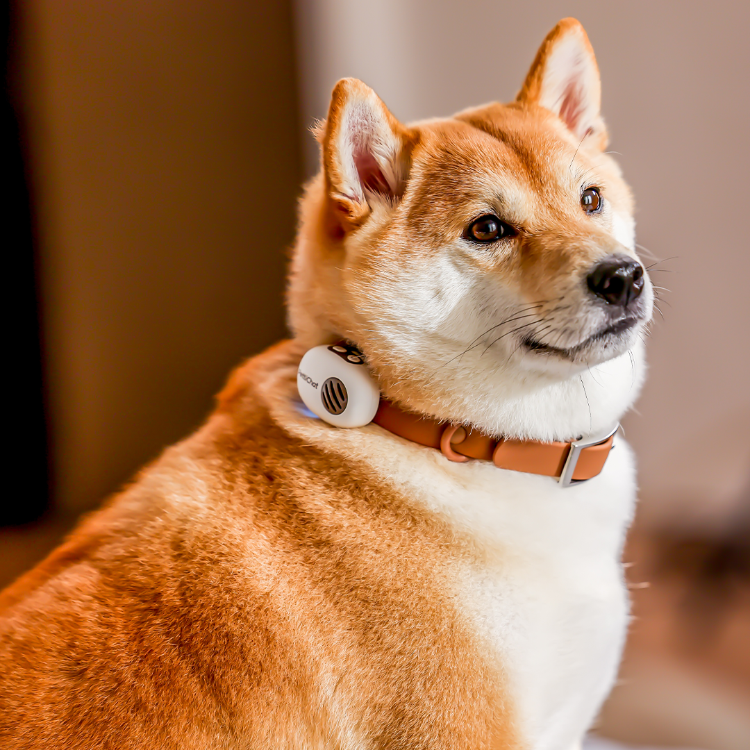 Real-Time Two-Way Pet Translator