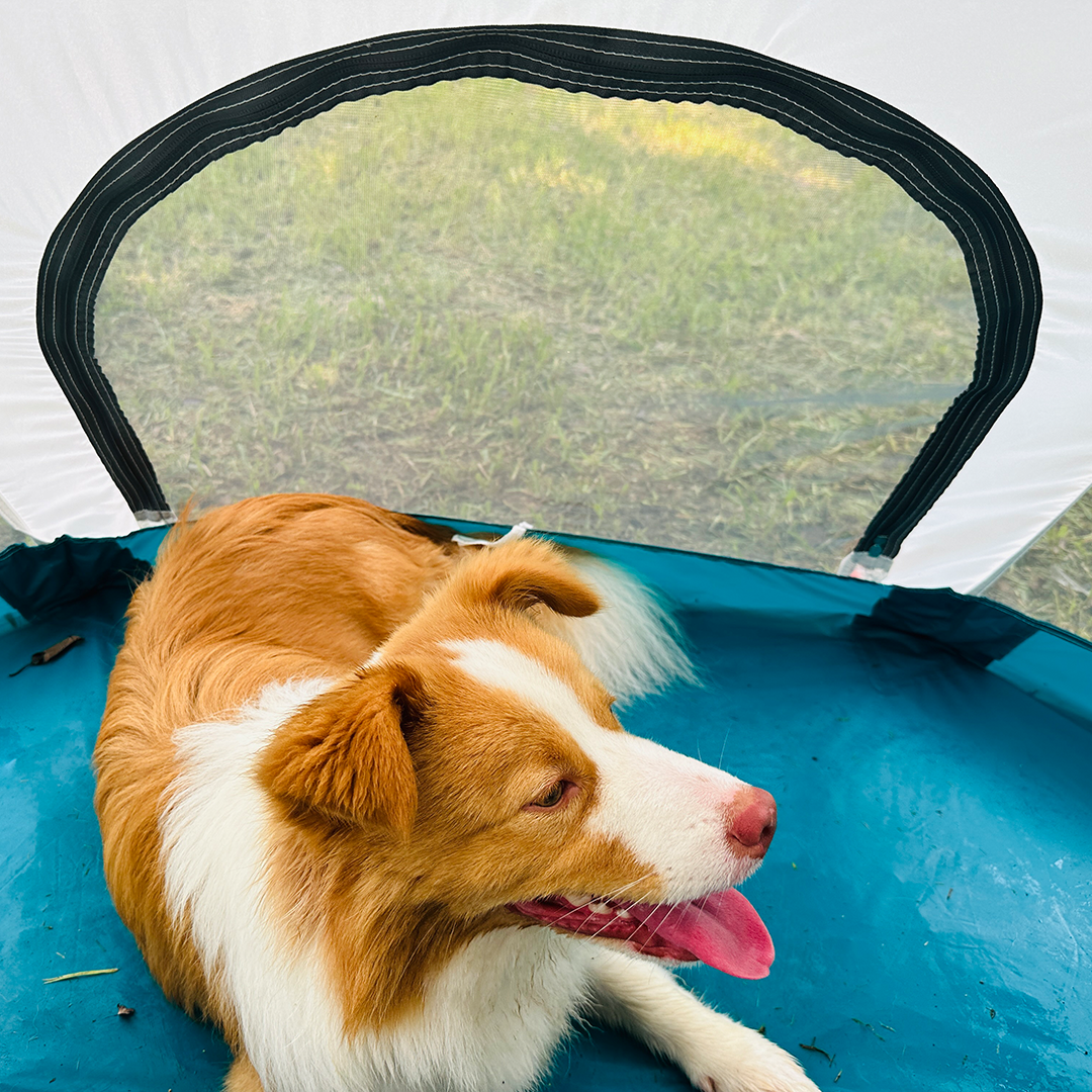 Dog hot sale proof tent