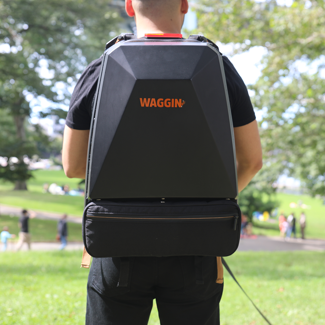 A Backpack, Stroller, & Bike Trailer For Your Dog