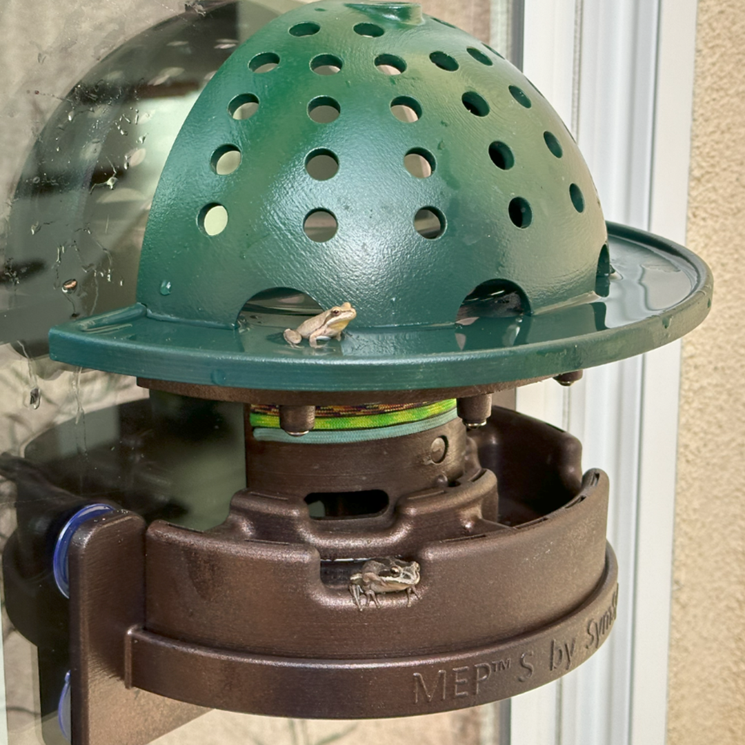 Backyard Frog Habitat for Nature Fans