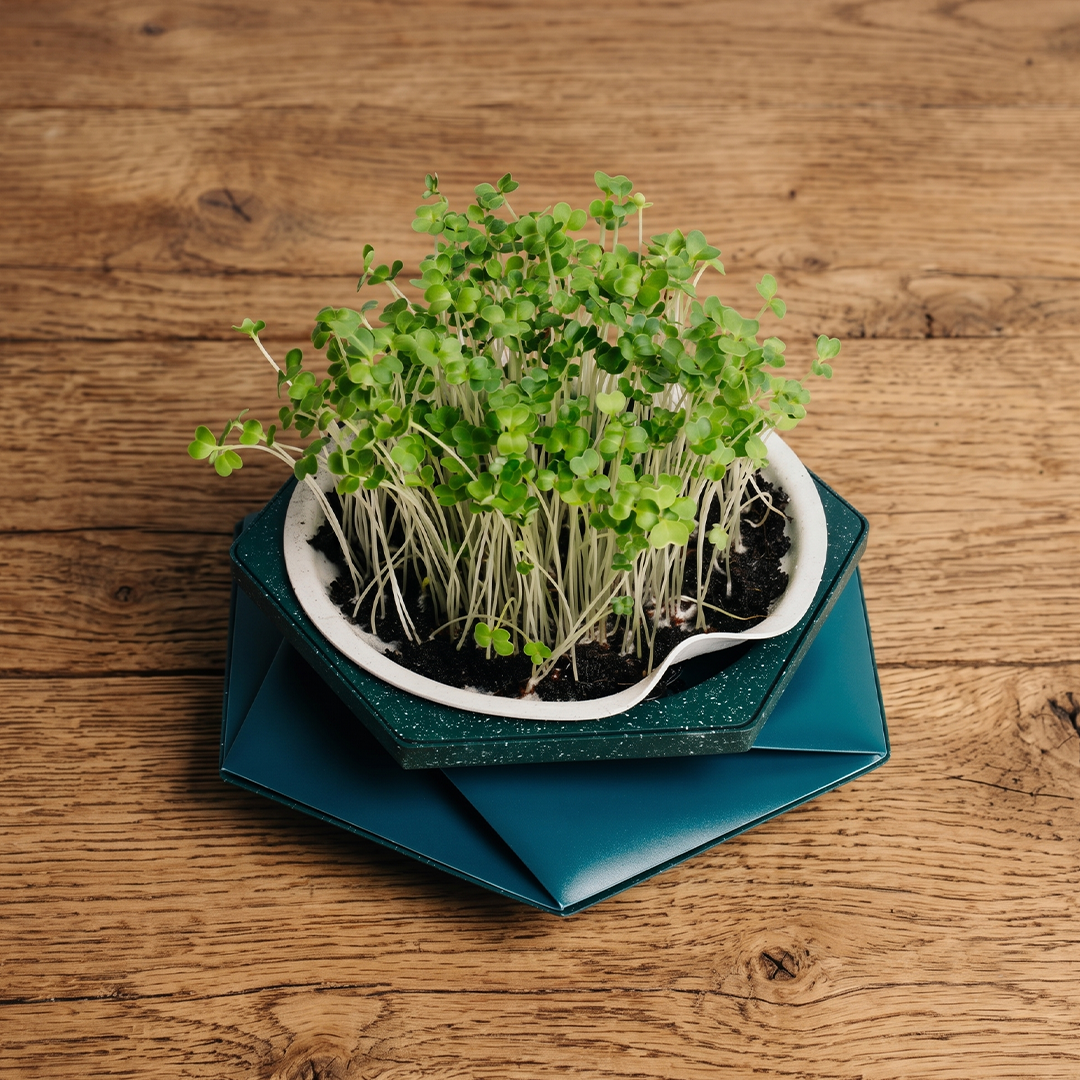 This Self-Watering Pot Grows With Your Plant