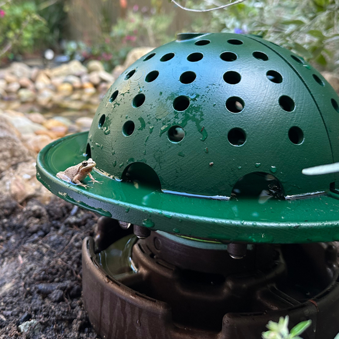 Backyard Frog Habitat for Nature Fans