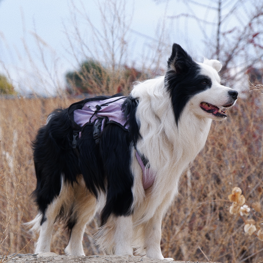 Shoulder-Free Dog Pack Comfort