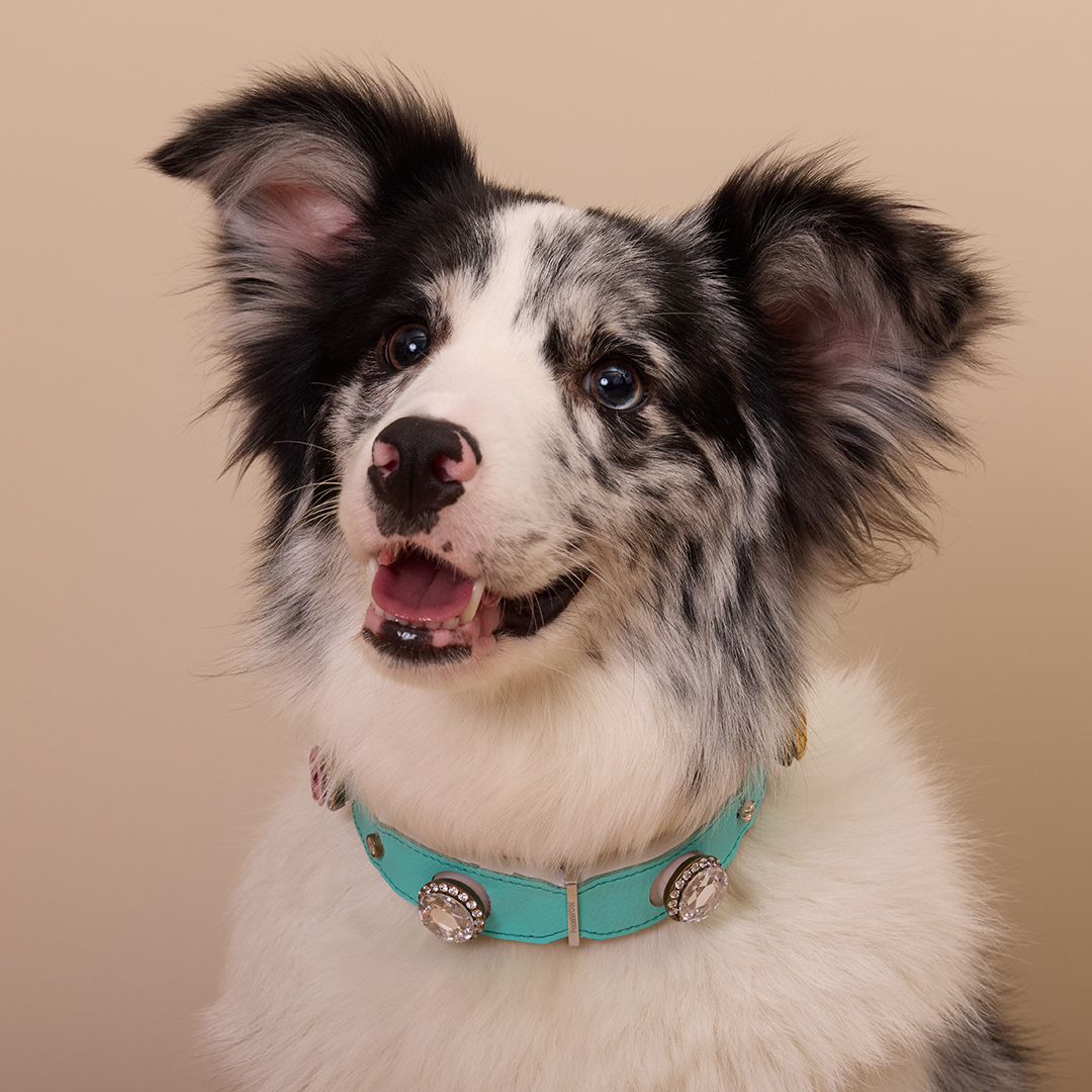 What If You Could Understand Your Pet?