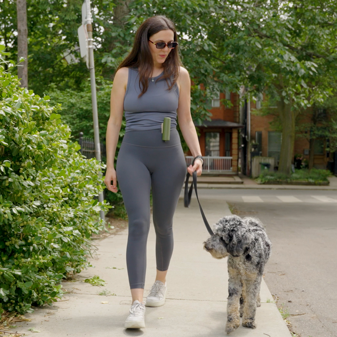 Dog Training Made Faster And Easier