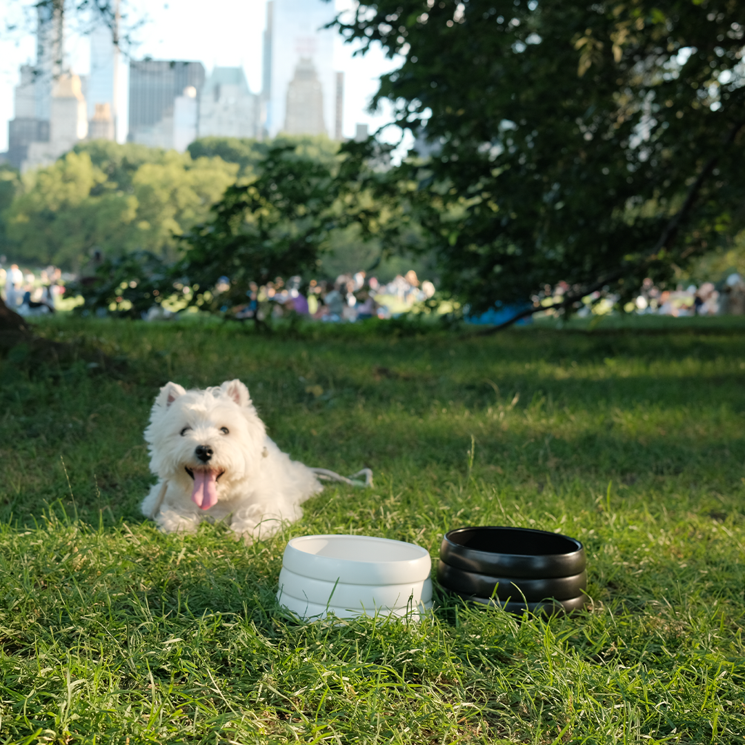 40oz Splash-Free Ceramic Pet Bowl