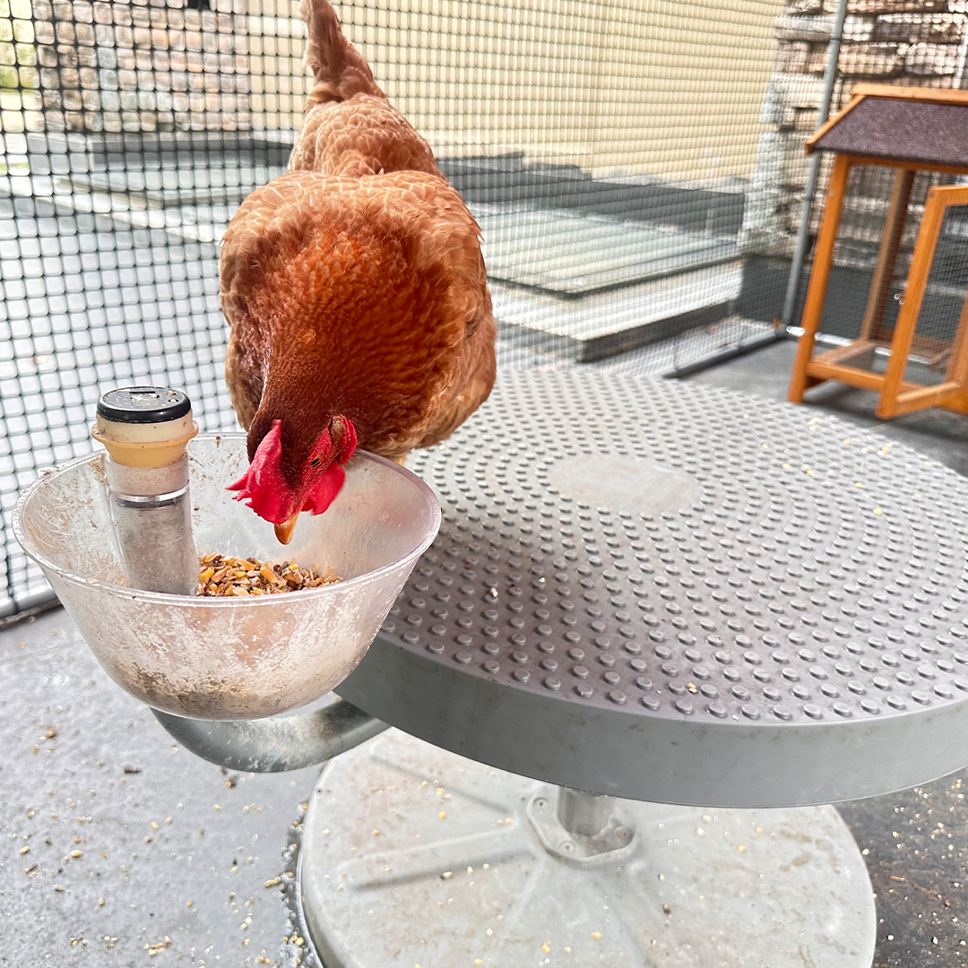Active Feeding For Backyard Chickens