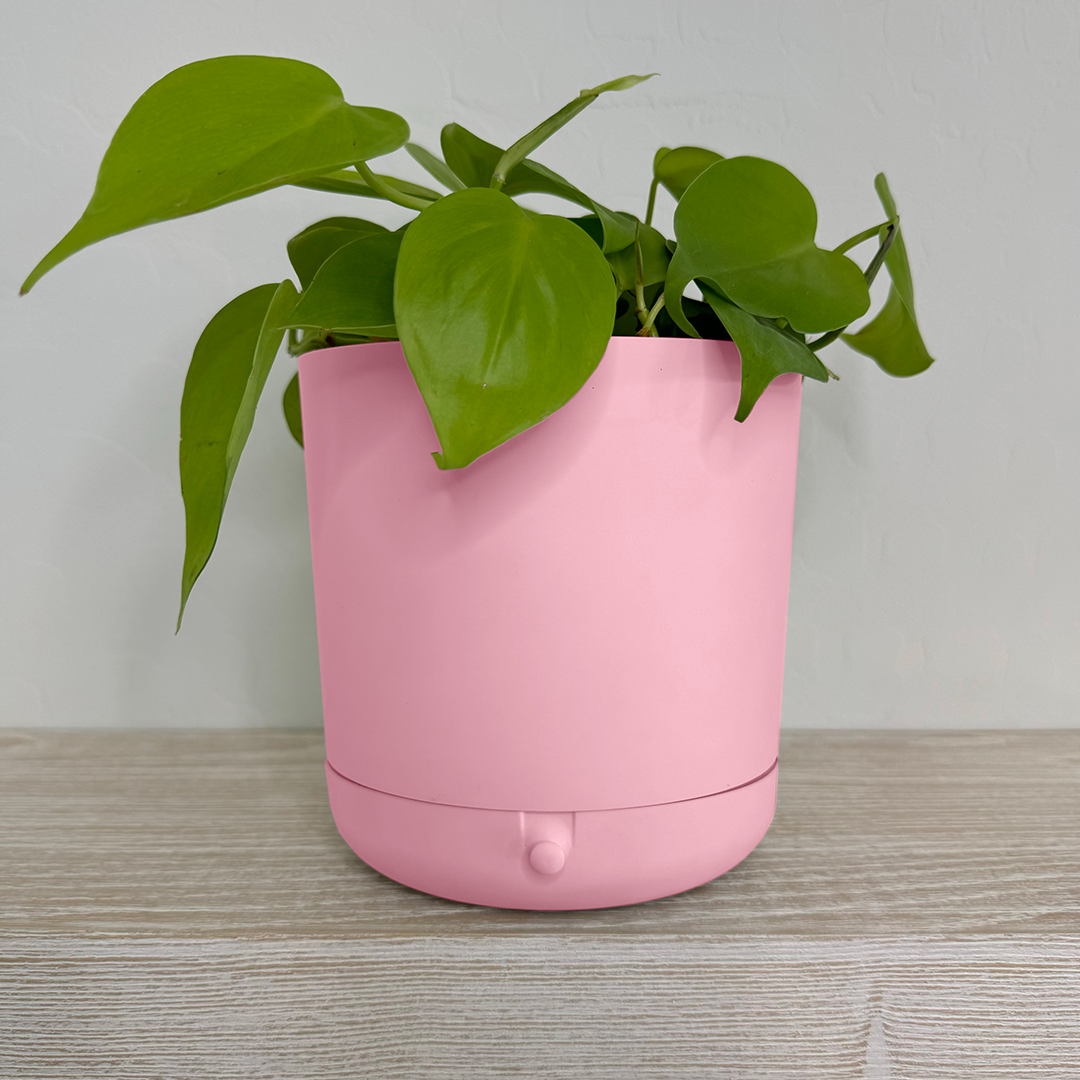 Innovative Plant Pot With Removable Drawer