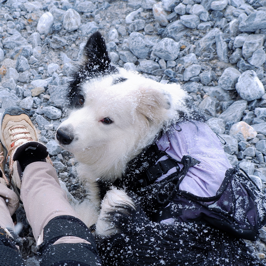 Shoulder-Free Dog Pack Comfort