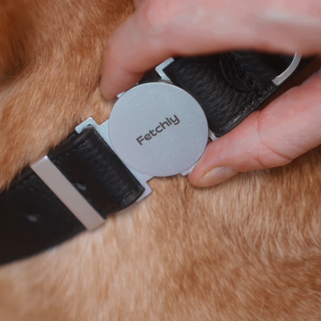 The Magnetic Leash That Adapts