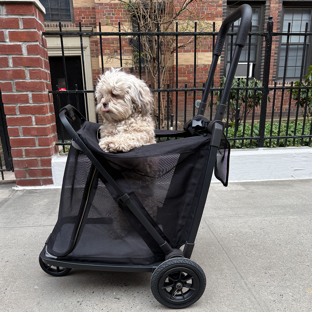 A Backpack, Stroller, & Bike Trailer For Your Dog