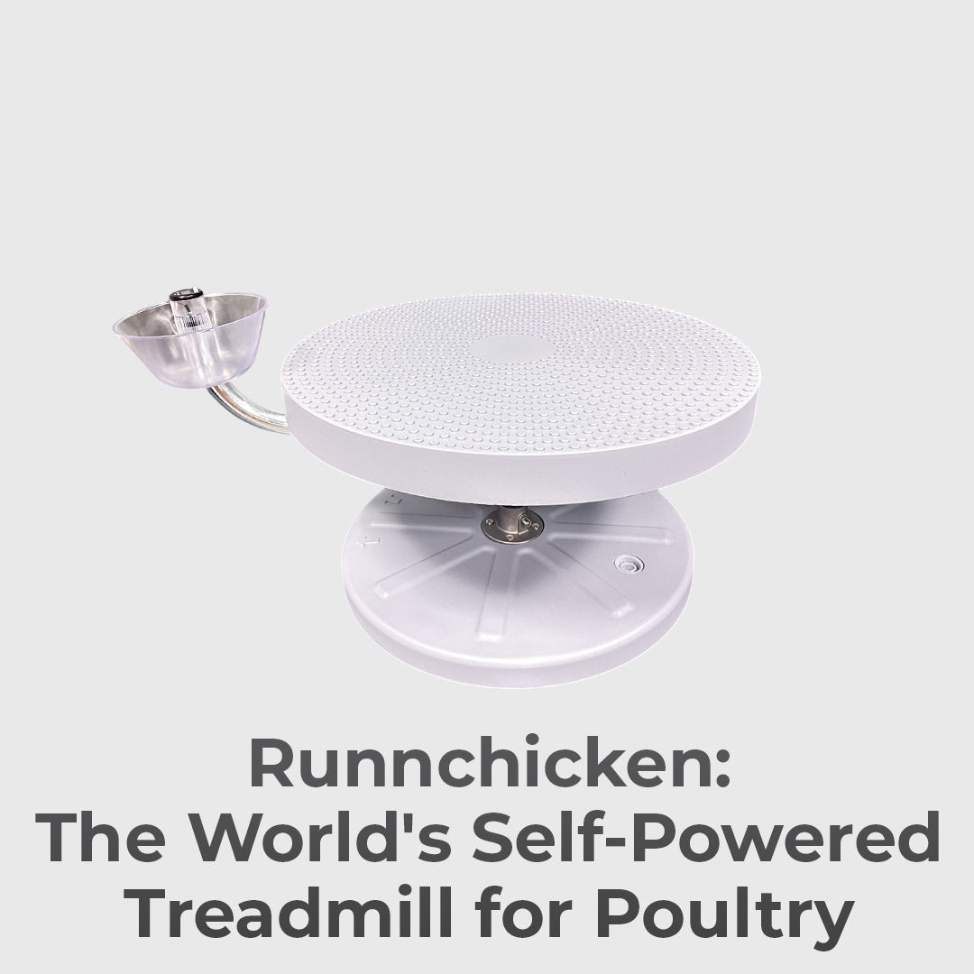Active Feeding For Backyard Chickens