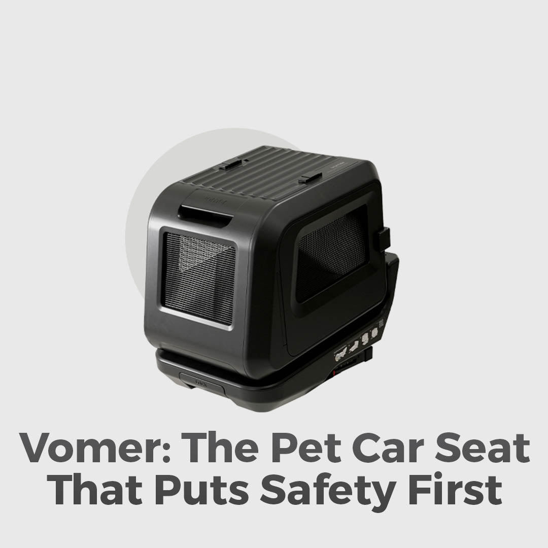 Car Safety For Your Pet
