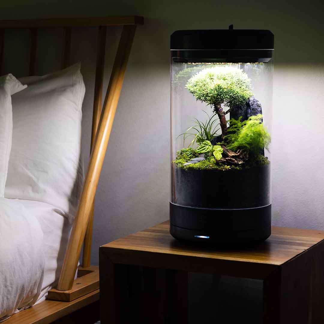 Bring Nature to Your Desk, Effortlessly