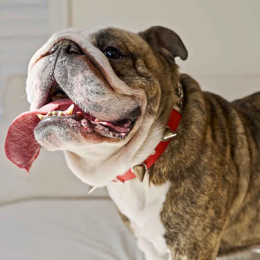 What If You Could Understand Your Pet?