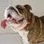 What If You Could Understand Your Pet?
