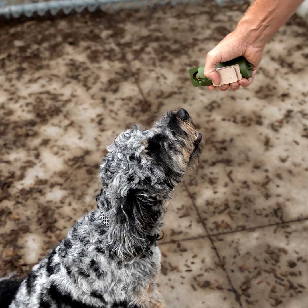 Dog Training Made Faster And Easier