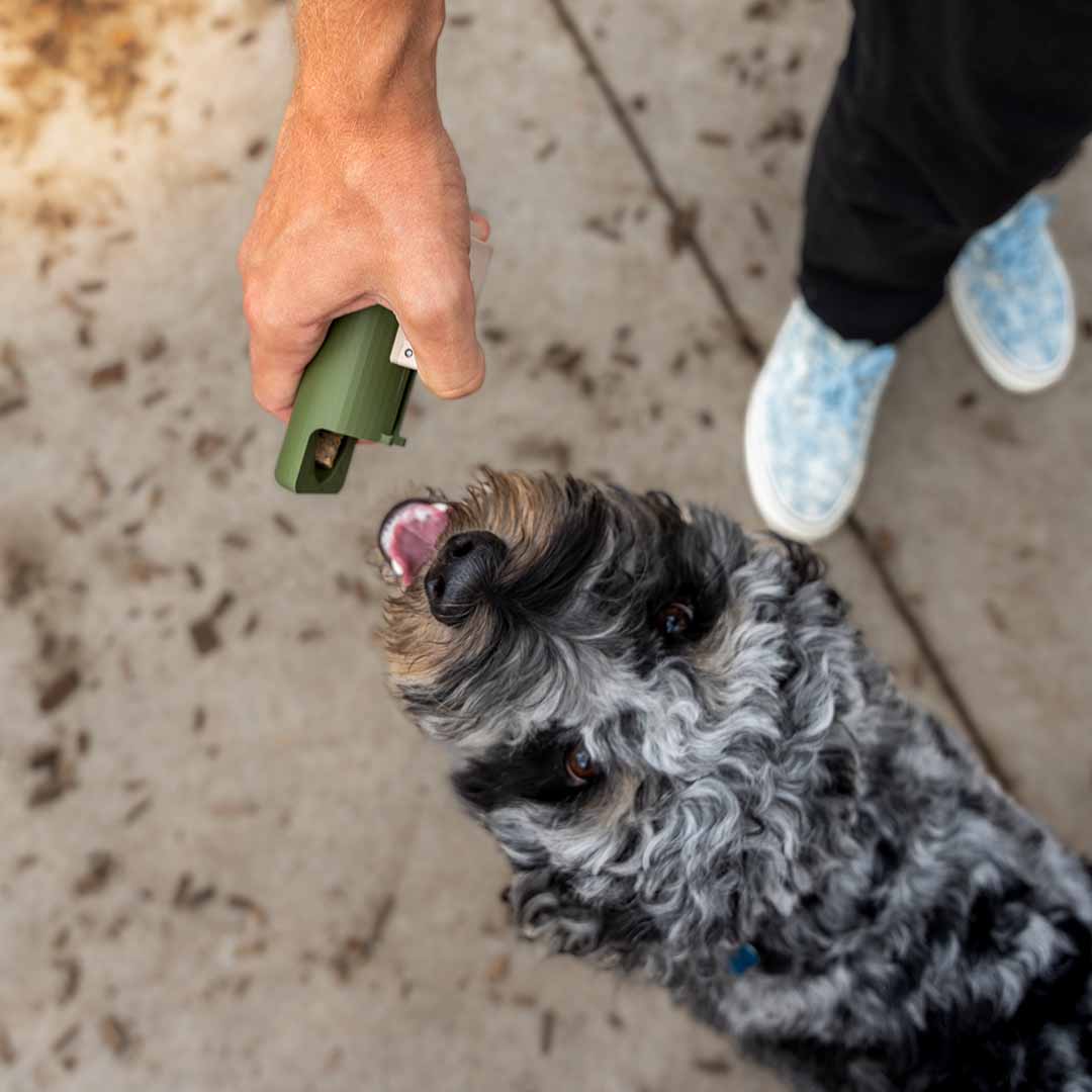 Dog Training Made Faster And Easier