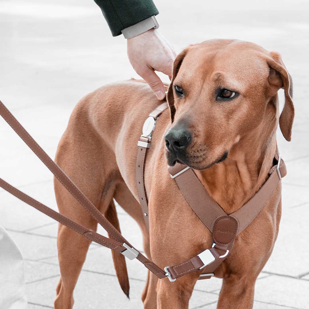 Engineered To Leash Up In One Click