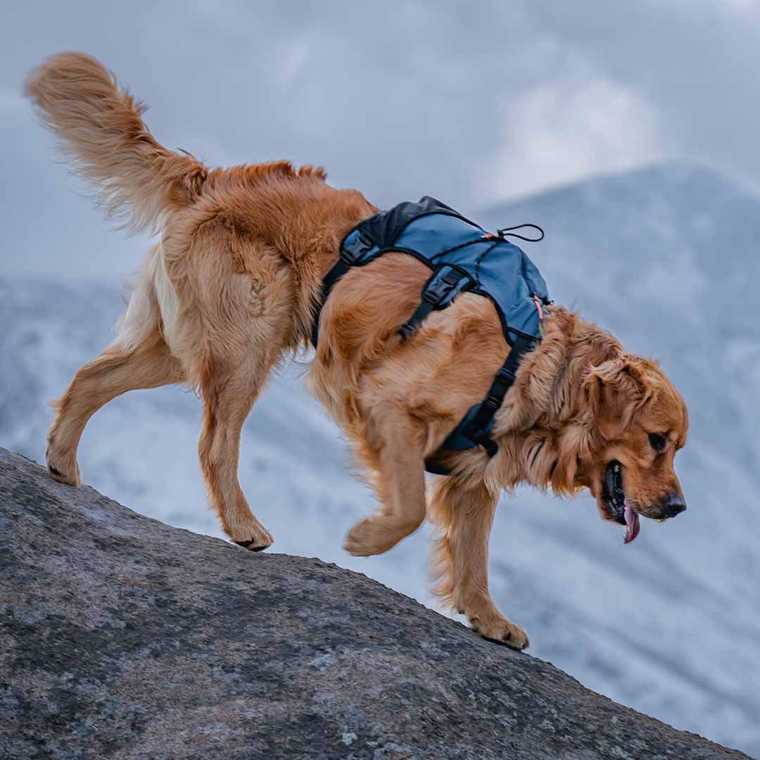Shoulder-Free Dog Pack Comfort
