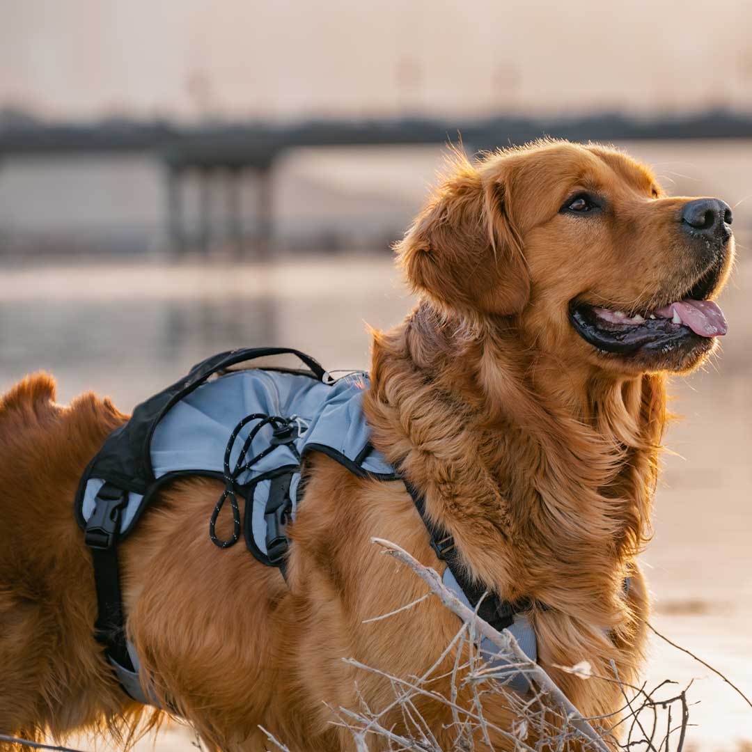 Shoulder-Free Dog Pack Comfort
