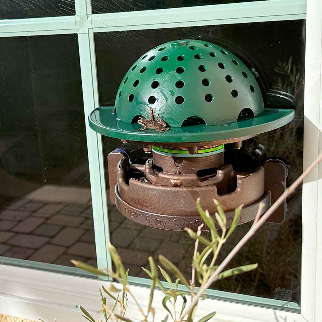 Backyard Frog Habitat for Nature Fans