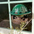 Backyard Frog Habitat for Nature Fans