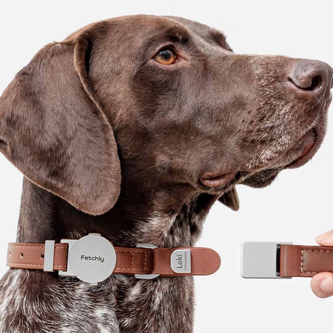 Engineered To Leash Up In One Click