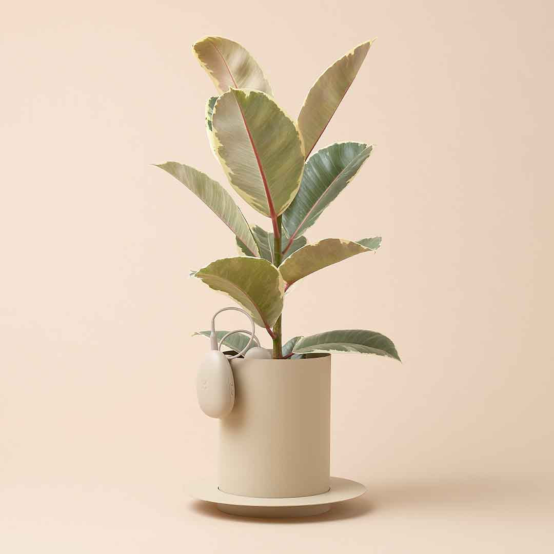 Smart Sensor & App For Effortless Plant Care