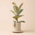 Smart Sensor & App For Effortless Plant Care
