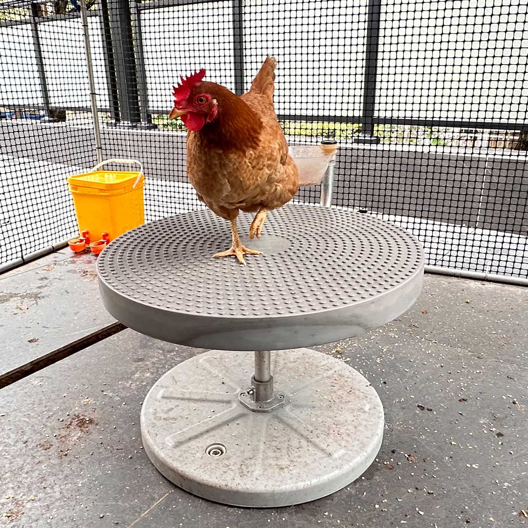 Active Feeding For Backyard Chickens