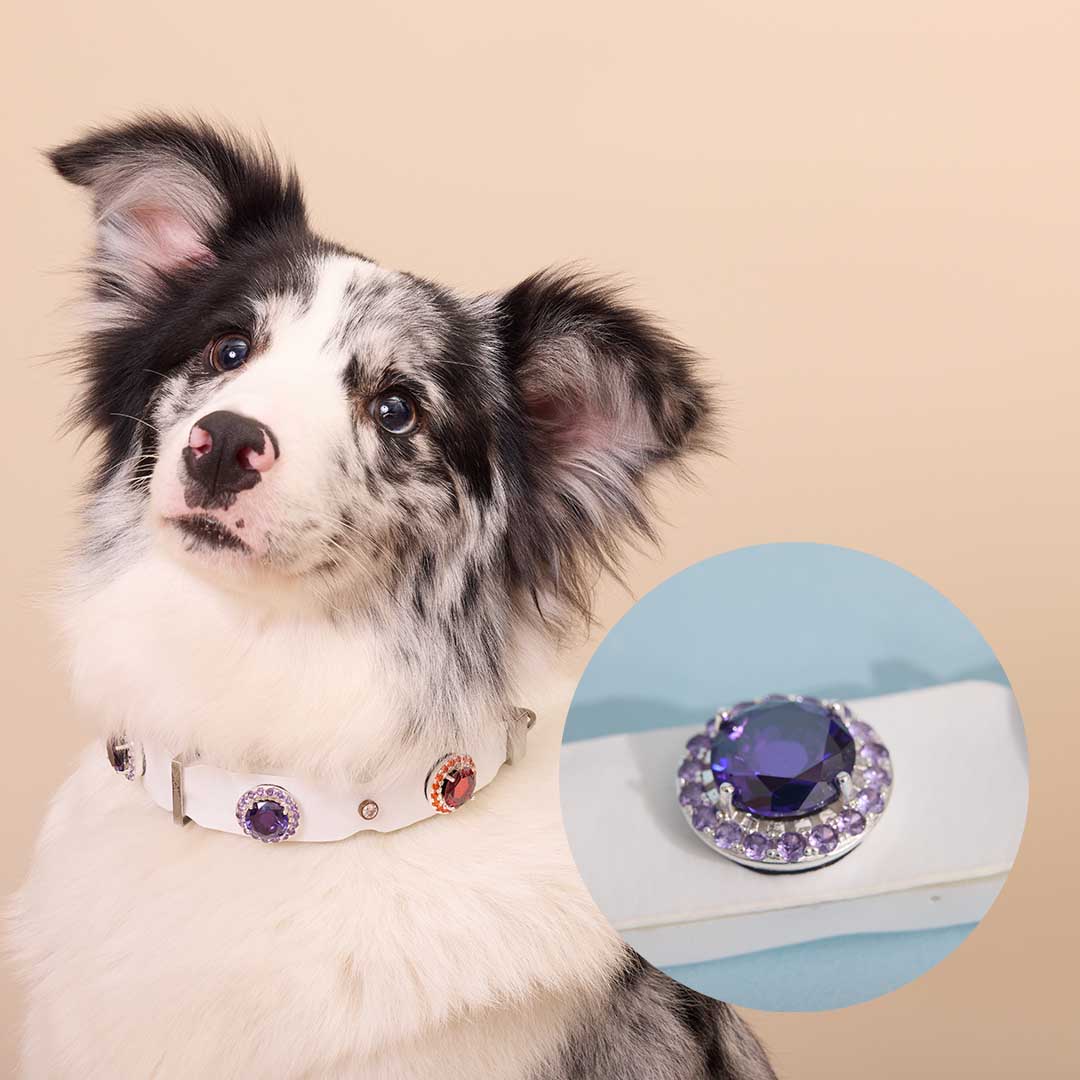 What If You Could Understand Your Pet?