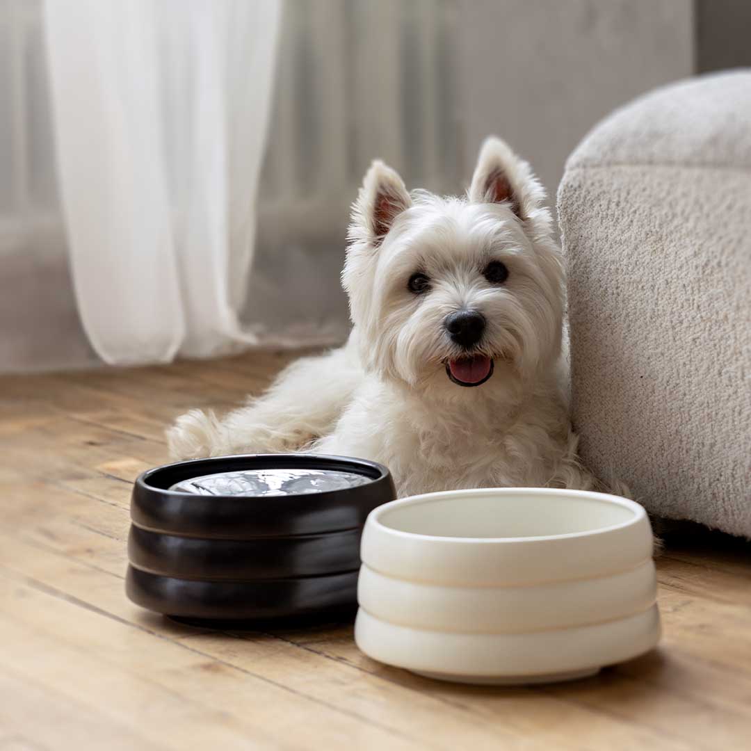 40oz Splash-Free Ceramic Pet Bowl