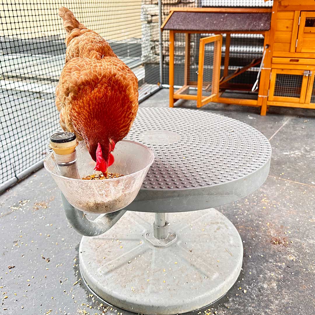 Active Feeding For Backyard Chickens