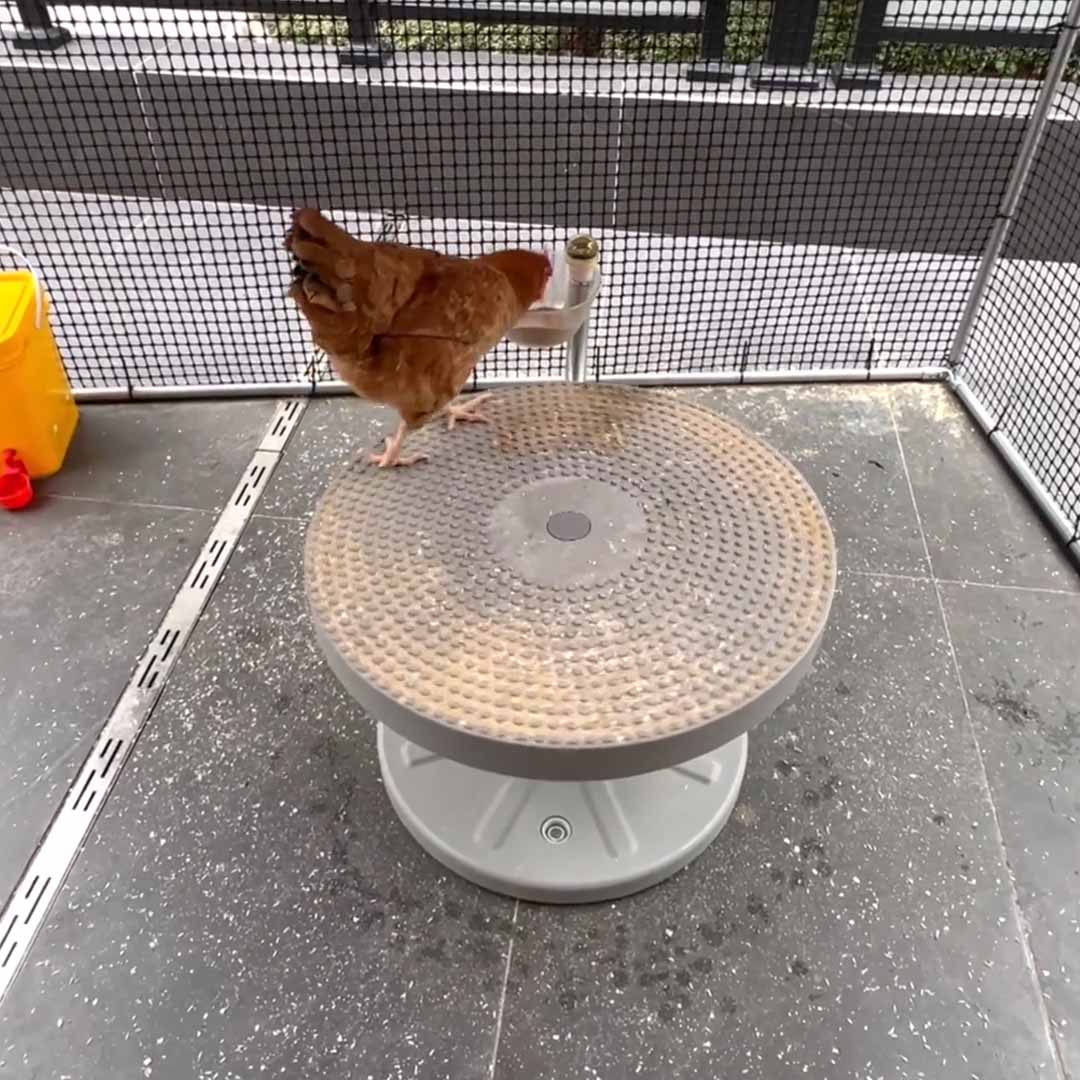 Active Feeding For Backyard Chickens